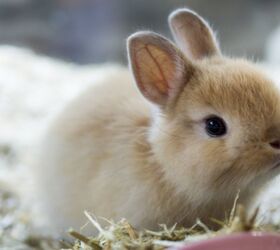 cute pet bunny