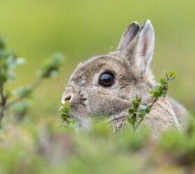 cutest rabbit breeds, oyvindpe Shutterstock