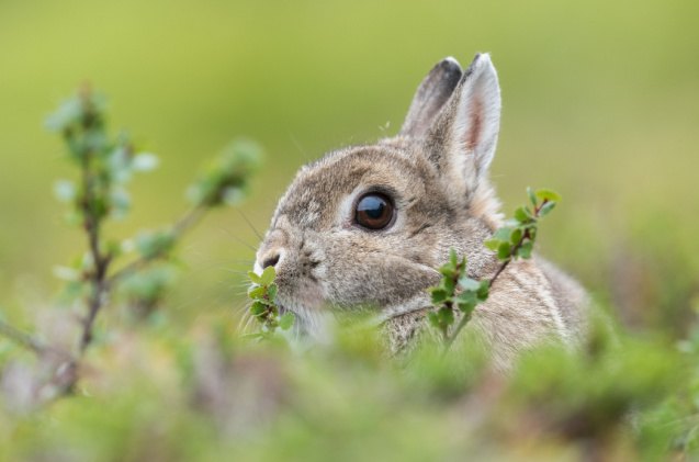 cutest rabbit breeds, oyvindpe Shutterstock