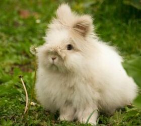 cutest rabbit breeds, Sabine Everaert Shutterstock