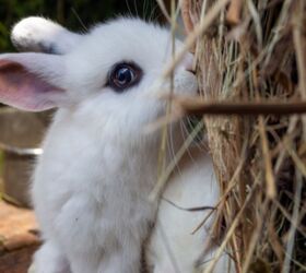 cutest rabbit breeds, Sindii Shutterstock