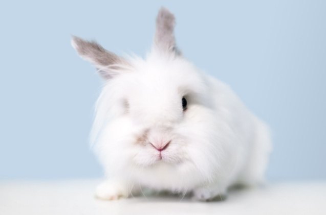 cutest rabbit breeds, Mary Swift Shutterstock