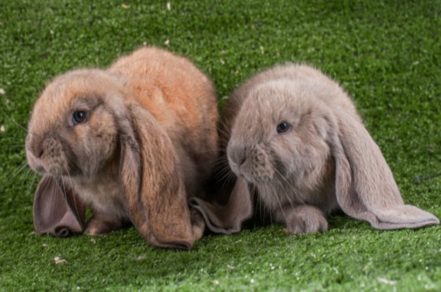 cutest rabbit breeds, purezba Shutterstock