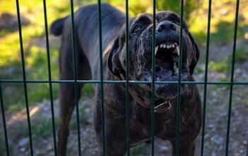 After Running a Dog Fighting Ring, Vick Set to Receive 'Courage' Award