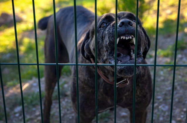 after running a dog fighting ring vick set to receive courage award, Friva Shutterstock