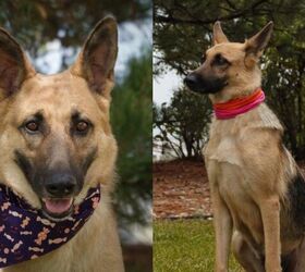 Adoptable Dog of the Week - Mama Cass