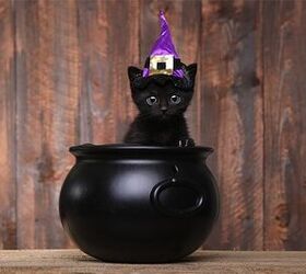 Holiday Trick or Treats For Your Cat