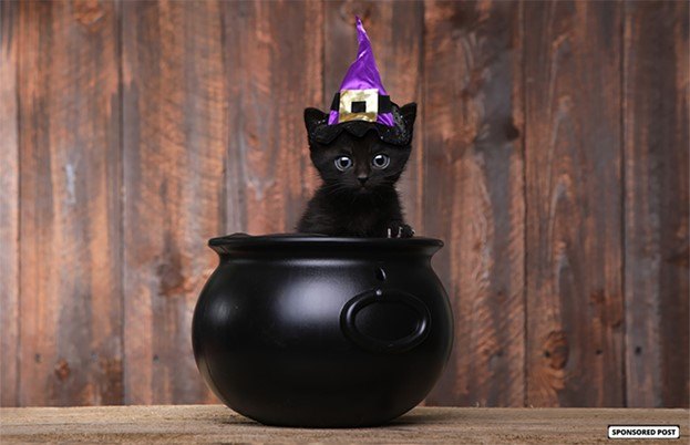 holiday trick or treats for your cat, Katrina Brown Shutterstock