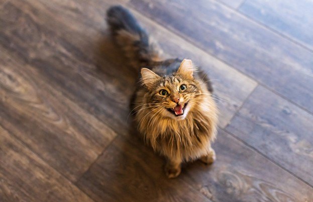 holiday trick or treats for your cat, Pixel Cat Photo Shutterstock