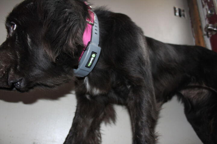 spoton gps dog fence review, Look I know I m cute I m wearing the collar so I can go outside I like that it gives me way more freedom than a kennel or a cable