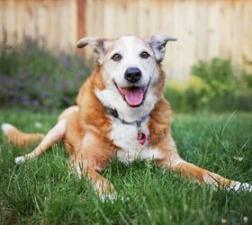 Spondylosis in Senior Dogs