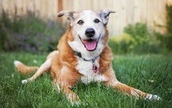 Spondylosis in Senior Dogs
