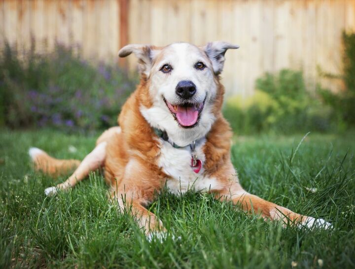 spondylosis in senior dogs, Annette Shaff Shutterstock