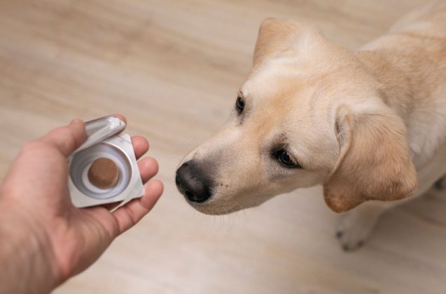 best multivitamin for puppies, Olya Maximenko Shutterstock