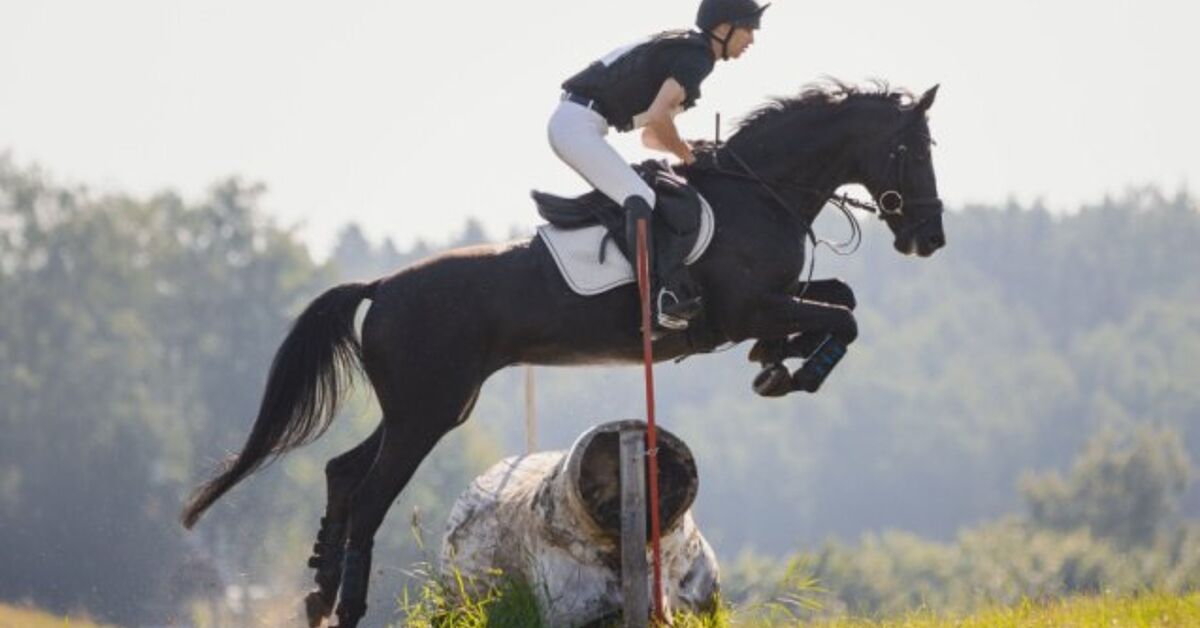 Horse Training 101 | PetGuide