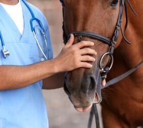 how to recognize your horse is sick, Pixel Shot Shutterstock