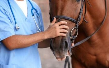 How To Recognize Your Horse Is Sick