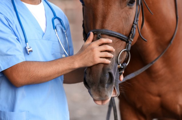 how to recognize your horse is sick, Pixel Shot Shutterstock