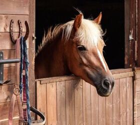 Horse Housing Explained - What Are the Best Options for Your Horse