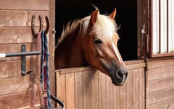 Horse Housing Explained - What Are the Best Options for Your Horse