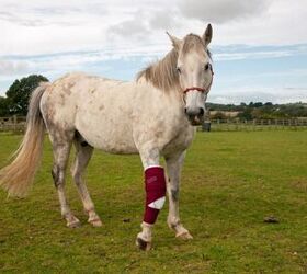 5 Most Common Horse Injuries and How to Treat Them