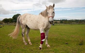 5 Most Common Horse Injuries and How to Treat Them