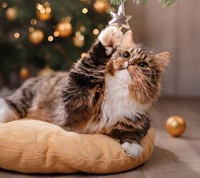 Fill Your Cat’s Stocking With Temptations Treats