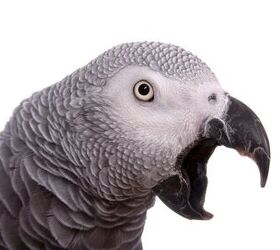 ask the animal communicator parrot screams from morning until night, Photo credit Michelle D Milliman Shutterstock