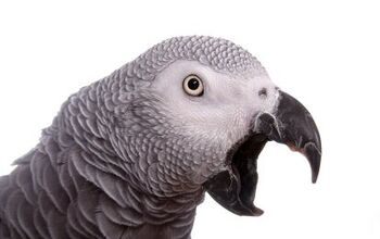 Ask the Animal Communicator: Parrot Screams From Morning Until Night