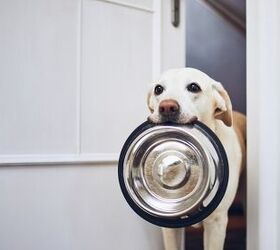 ask the animal communicator my dog is always hungry, Photo credit Jaromir Chalabala Shutterstock