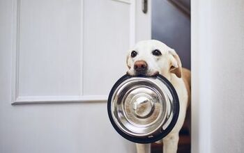 Ask the Animal Communicator: My Dog Is Always Hungry!