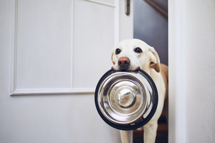 ask the animal communicator my dog is always hungry, Photo credit Jaromir Chalabala Shutterstock