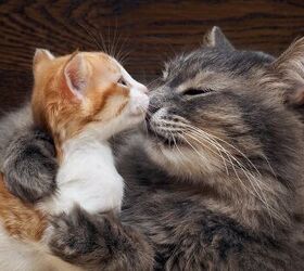 should you get a kitten for your senior cat, Irina Kozorog Shutterstock