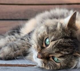 senior cat care tips the basics, sophiecat Shutterstock