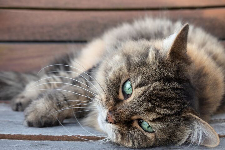 senior cat care tips the basics, sophiecat Shutterstock