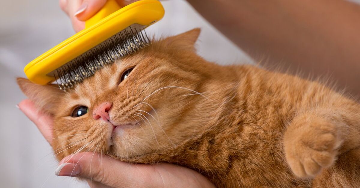 Stunning Grooming Senior Cats With Digestive Issues image