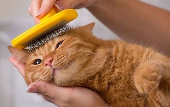 Grooming Senior Cats: Why It’s Important