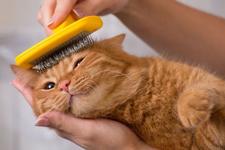 grooming senior cats why its important, Koltsov Shutterstock