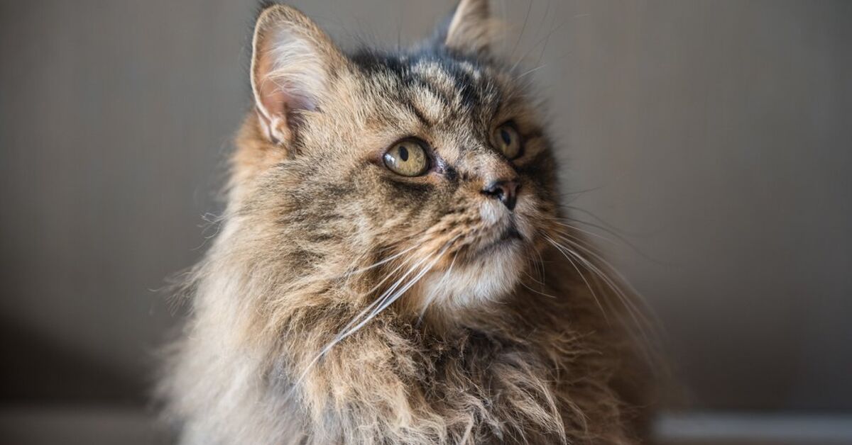 Products That Help Keep Your Senior Cat Happy PetGuide products-that-help-keep-your-senior-cat-happy-petguide