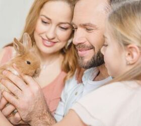 Best Rabbits for Families