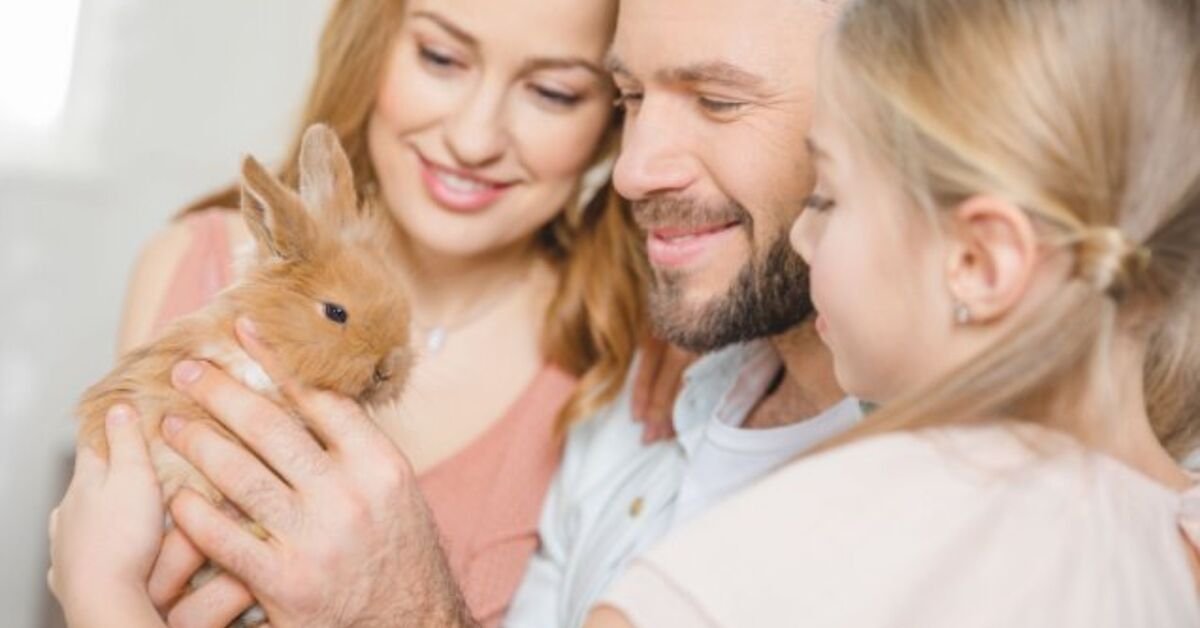 Best Rabbits for Families | PetGuide
