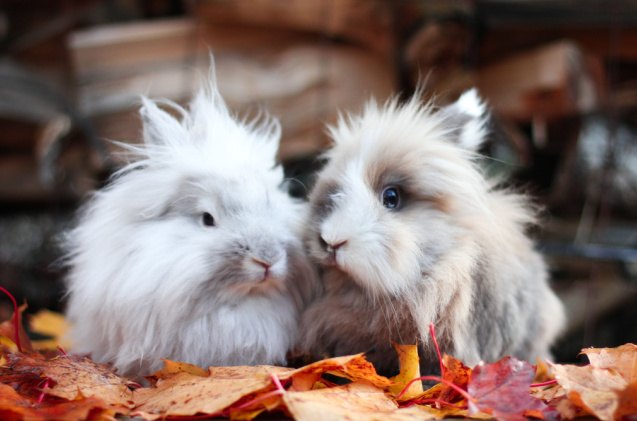 best rabbits for families, Jasmine D Shutterstock