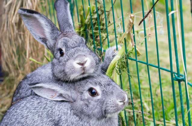 best rabbits for families, Cora Mueller Shutterstock