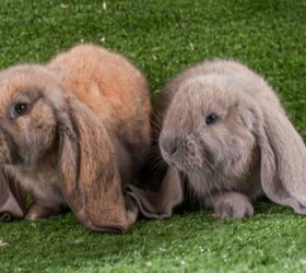 best rabbits for families, purezba Shutterstock