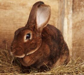 best rabbits for families, Diana Sklarova Shutterstock