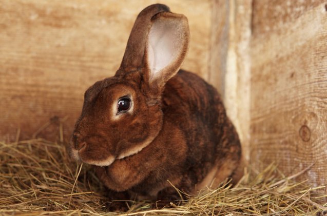 best rabbits for families, Diana Sklarova Shutterstock