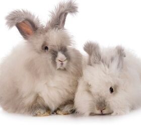 best rabbits for families, cynoclub Shutterstock