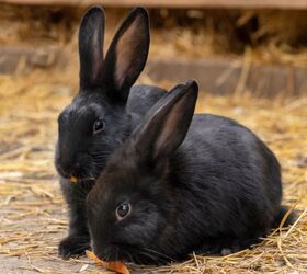 best rabbits for families, Inessa Boo Shutterstock
