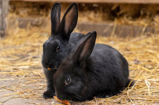 Best Rabbits for Families | PetGuide
