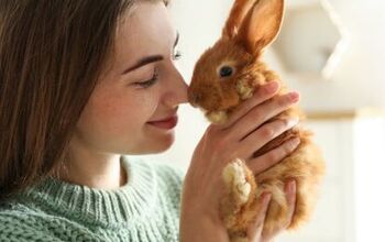 10 Reasons Why Rabbits Make Great Pets